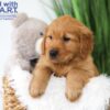 Image of Tommy, a Golden Retriever puppy