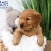 Image of Tommy, a Golden Retriever puppy