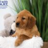 Image of Trevor, a Golden Retriever puppy