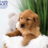 Image of Trevor, a Golden Retriever puppy