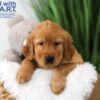 Image of Trevor, a Golden Retriever puppy