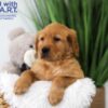 Image of Trevor, a Golden Retriever puppy