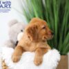 Image of Trevor, a Golden Retriever puppy