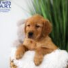 Image of Trevor, a Golden Retriever puppy