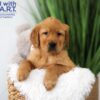 Image of Trevor, a Golden Retriever puppy