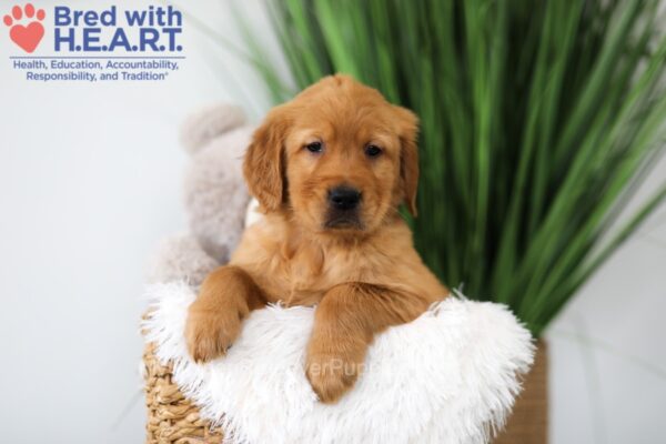 Image of Trevor, a Golden Retriever puppy