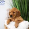 Image of Trevor, a Golden Retriever puppy