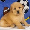 Image of Teddy, a Golden Retriever puppy